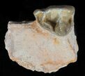 Hyracodon (Running Rhino) Tooth - South Dakota #60963-3